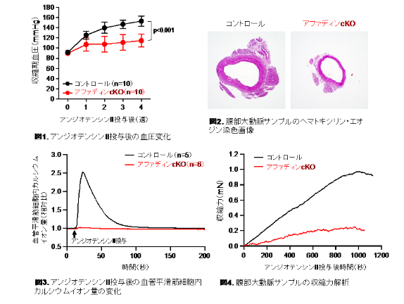 miyatamitsuru's tweet card. 2025.06.25 滋賀医科大学,東京大学 プレスリリース 概要 国立大学法人滋賀医科大学生化学・分子生物学講座（分子病態生化学部門）の扇田久和教授、国立大学法人東京大学大学院総合文化研究科広域科学専攻生命環境科学系生命機能論講座の新井宗仁教授らの研究グループは、マウスを使用した実験により、血管平...