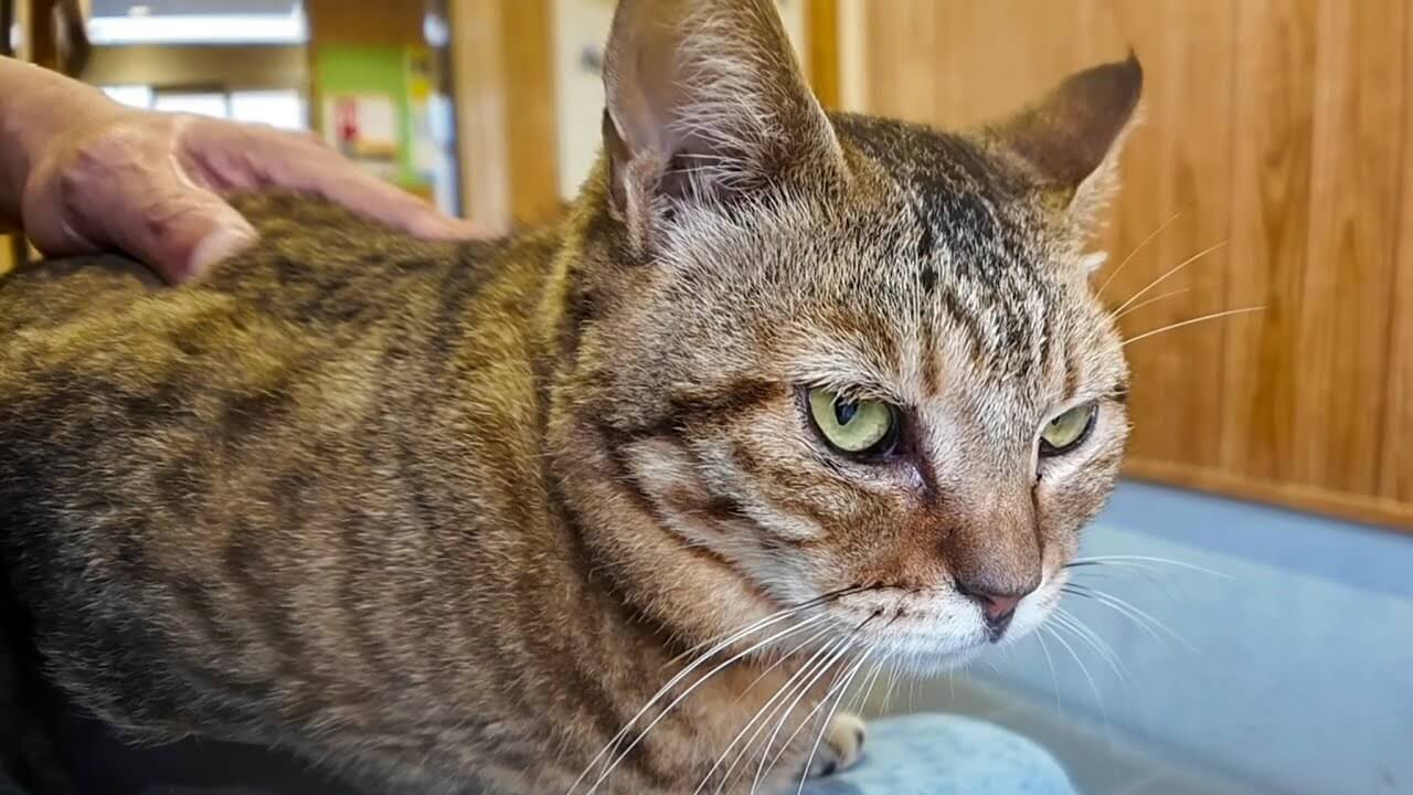 universitycatc's tweet card. 猫島を散策していると大雨が降り出しました。せっかくの散策でしたが、ここは近くにあるフェリー乗り場の待合室で雨宿
