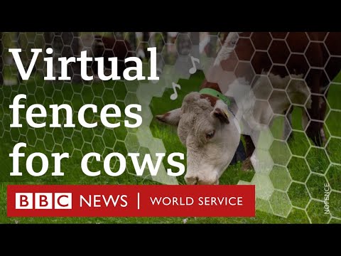 michaeland19440's tweet card. Virtual technology used to keep track of cows - BBC World Service,...