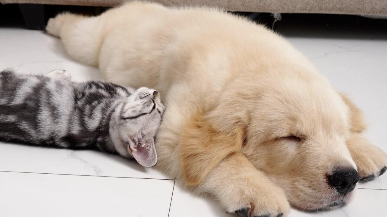 universitycatc's tweet card. 床の上でうつぶせになってぐっすりと眠りこけているゴールデンレトリバーの子犬です。そばでうろちょろしているのはア