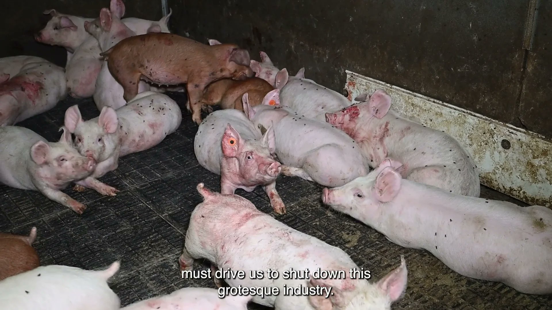 ajpReact's tweet card. Deadly 'Superbugs' are Leaching out of Pig Farms – Animal Justice...