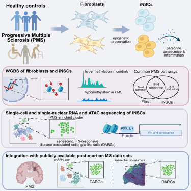 Telencephale's tweet card. Park, Nicaise, Tsitsipatis, and colleagues discover transcriptional and epigenetic markers in human PMS iNSCs and fibroblasts that may underlie their senescent and inflammatory state. Novel DARGs...