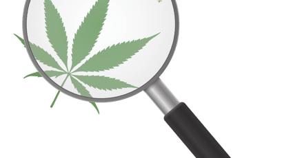 omnimedicalfl's tweet card. A team of researchers at Wayne State will soon be studying potential benefits of medical cannabis for veterans with mental health issues.