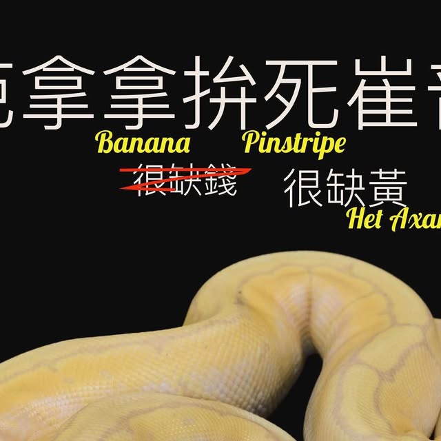 moreballpython's tweet card. 再來藝球 One More Ball Python （球蟒繁殖） (@one_more_ball_python) • Instagram photo