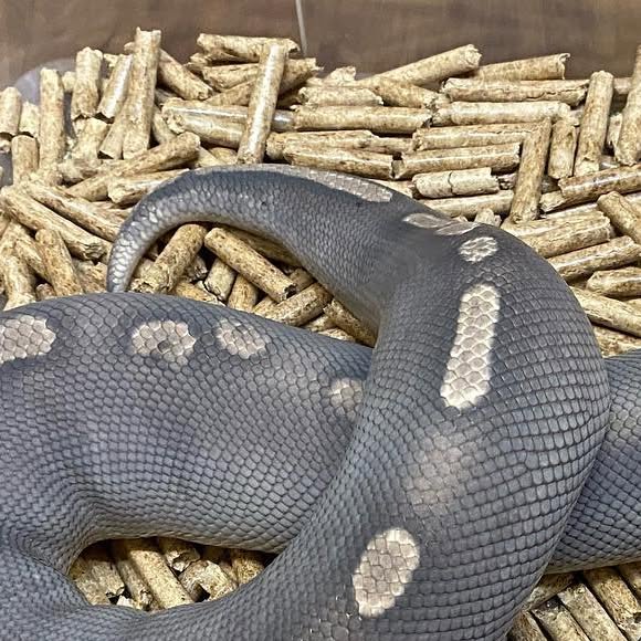 moreballpython's tweet card. 再來藝球 One More Ball Python （球蟒繁殖） (@one_more_ball_python) • Instagram photo