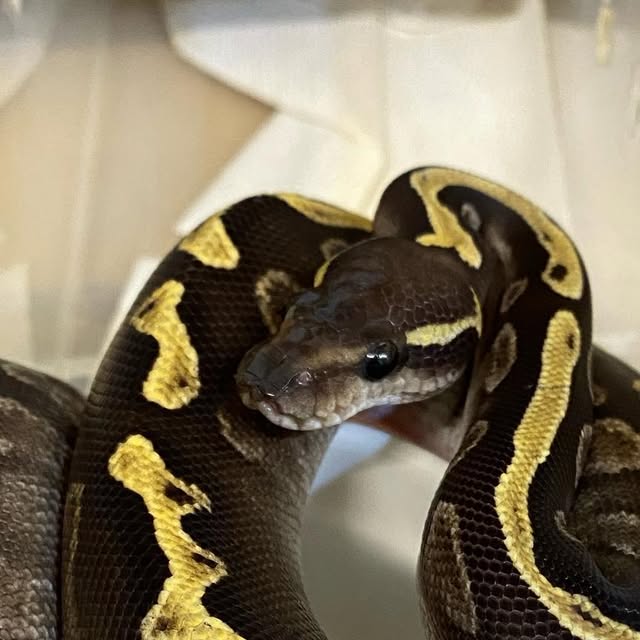 moreballpython's tweet card. 再來藝球 One More Ball Python （球蟒繁殖） (@one_more_ball_python) • Instagram photos and videos