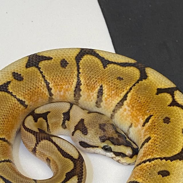 moreballpython's tweet card. 再來藝球 One More Ball Python （球蟒繁殖） (@one_more_ball_python) • Instagram photos and videos
