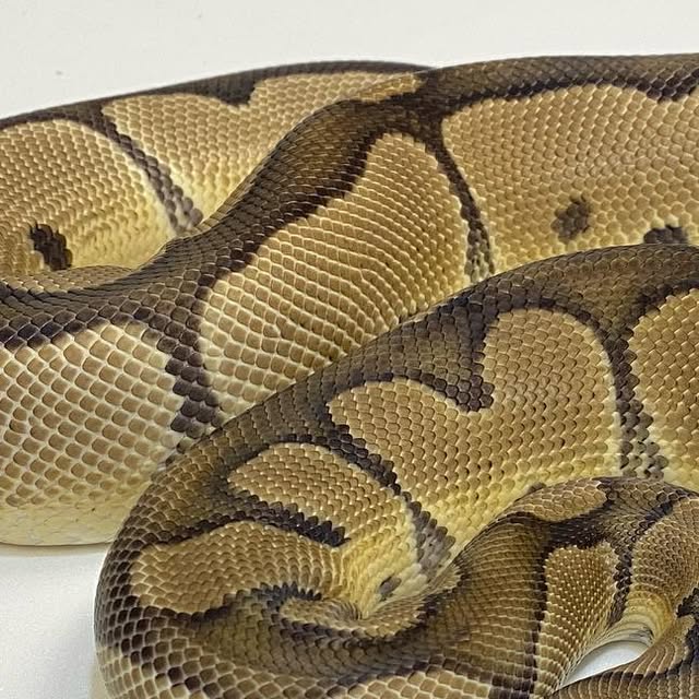 moreballpython's tweet card. 再來藝球 One More Ball Python （球蟒繁殖） (@one_more_ball_python) • Instagram photos and videos