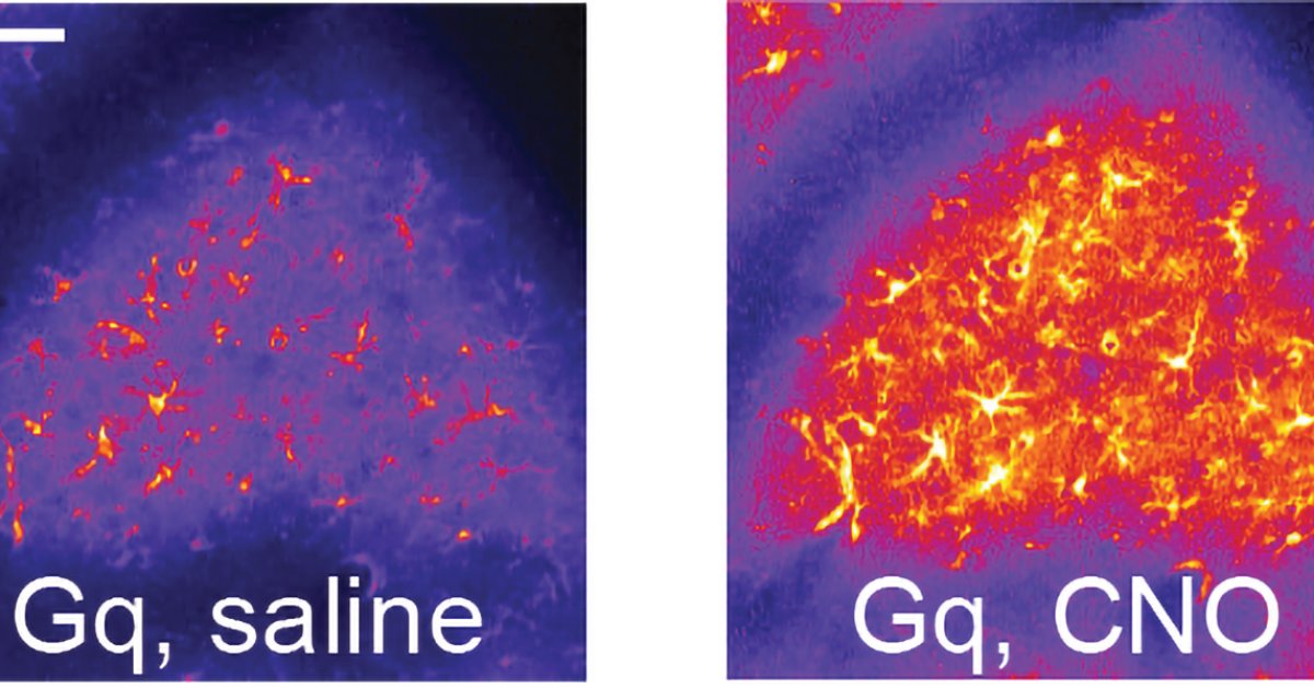 MIT_Picower's tweet card. When astrocyte function is disrupted, neurons in the brain’s motor cortex struggle to execute and refine motion, a new study in mice shows.