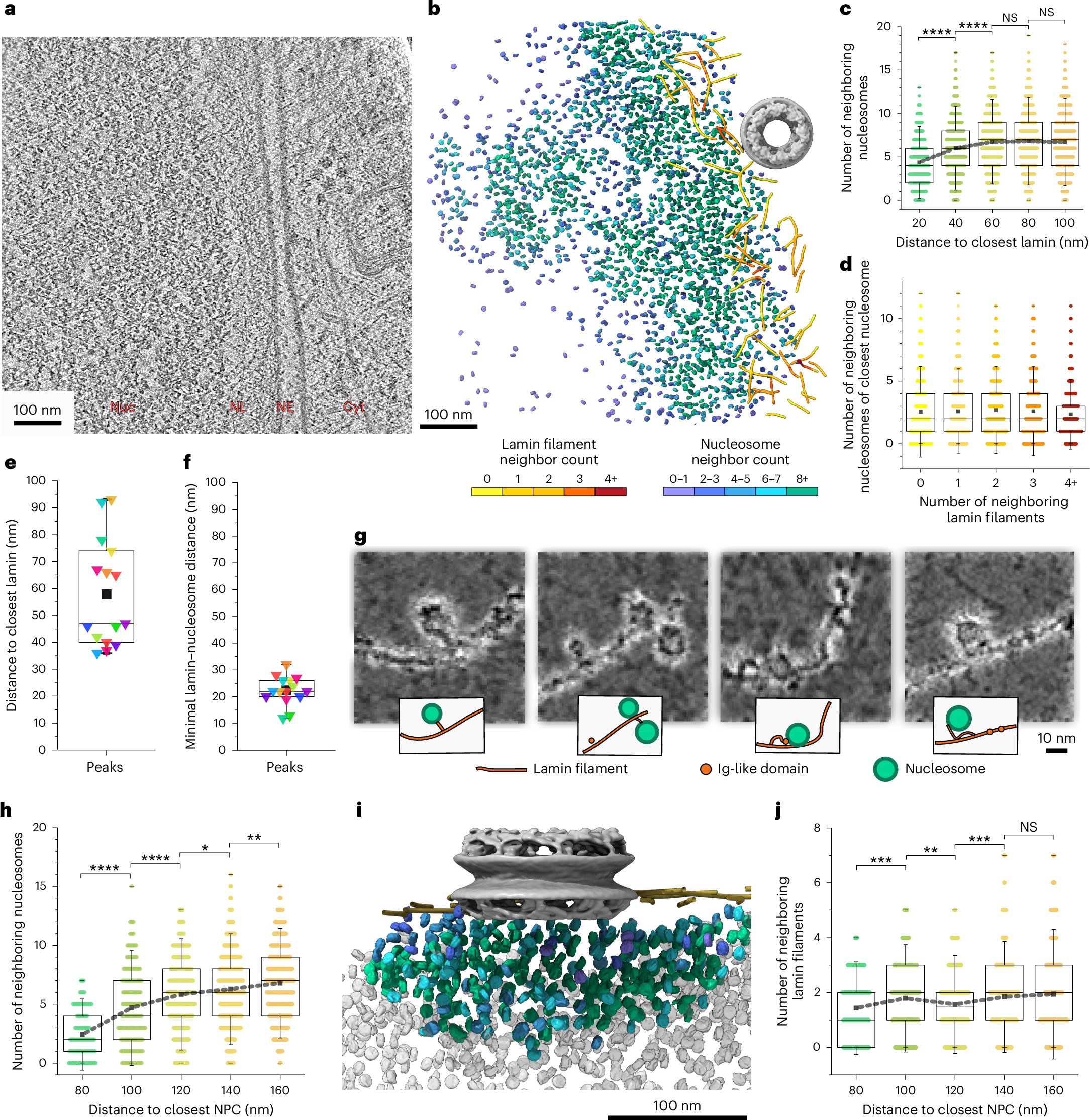 chaperones4life's tweet card. Nature Structural & Molecular Biology - Wang, Kronenberg-Tenga, Rosti and colleagues use several structural approaches to analyze the distribution of nucleosomes at the lamin–chromatin...