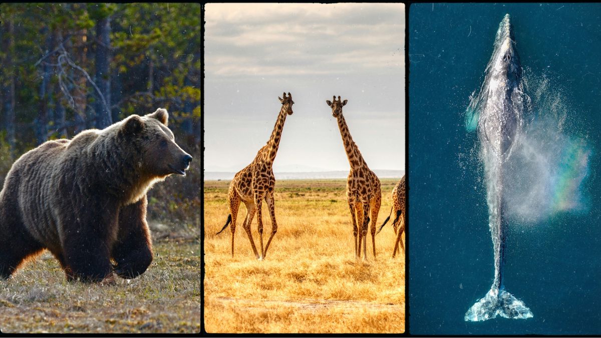 vcanitblog's tweet card. Nature has an extraordinary way of surprising us. Some animals grow to sizes that almost seem impossible. From giants of the ocean to towering creatures on land, these animals prove that life on...