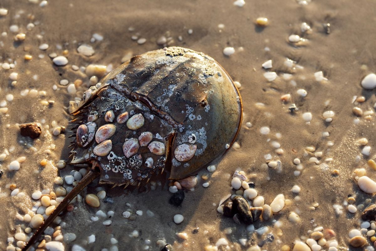 Kyukimasa's tweet card. An enzyme in the blue blood has been key to testing vaccines since the 1980s, raising concerns for the crabs’ population. But regulatory approval and new data are signaling the tide may be turning