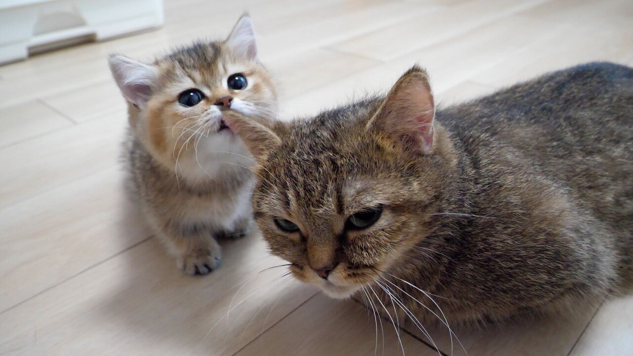 universitycatc's tweet card. グリーンの瞳の可愛い猫さんがキャットツリーのハンモックのなかに収まってまったりしています。飼い主さんが指を近づ