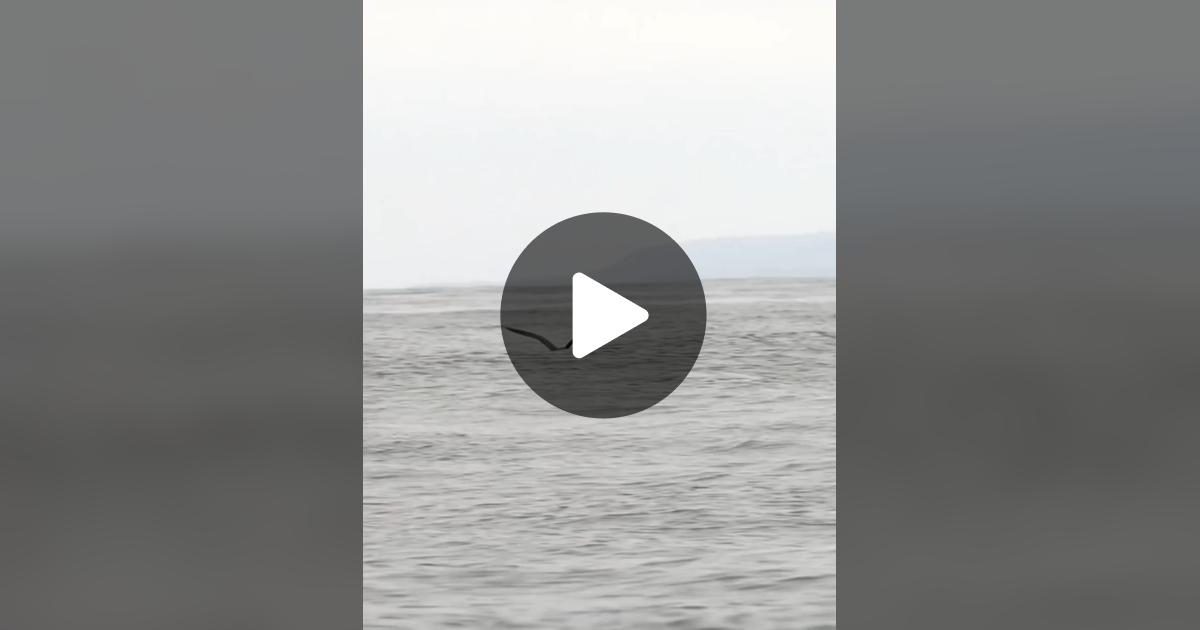adelphi's tweet card. 11.4K likes, 1045 comments. “Which one is your favorite 1-4? 😍⁣⁣ Tag a friend!⁣⁣ 1. Never ever will this get old! Tag a friend who'd love this! Video by ⁣nadia.aly.photo 2. The power of 30 tons in...