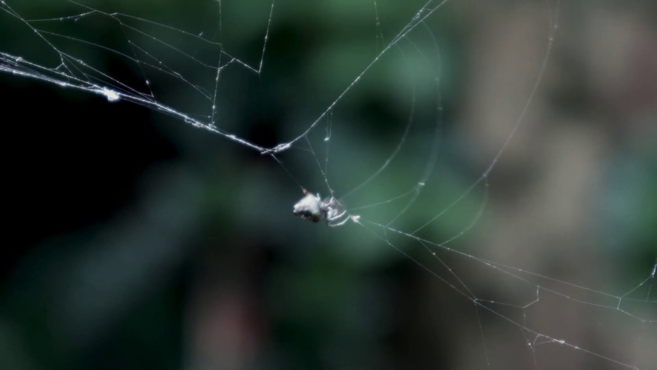 pyscript's tweet card. 4K Spider eating its web.