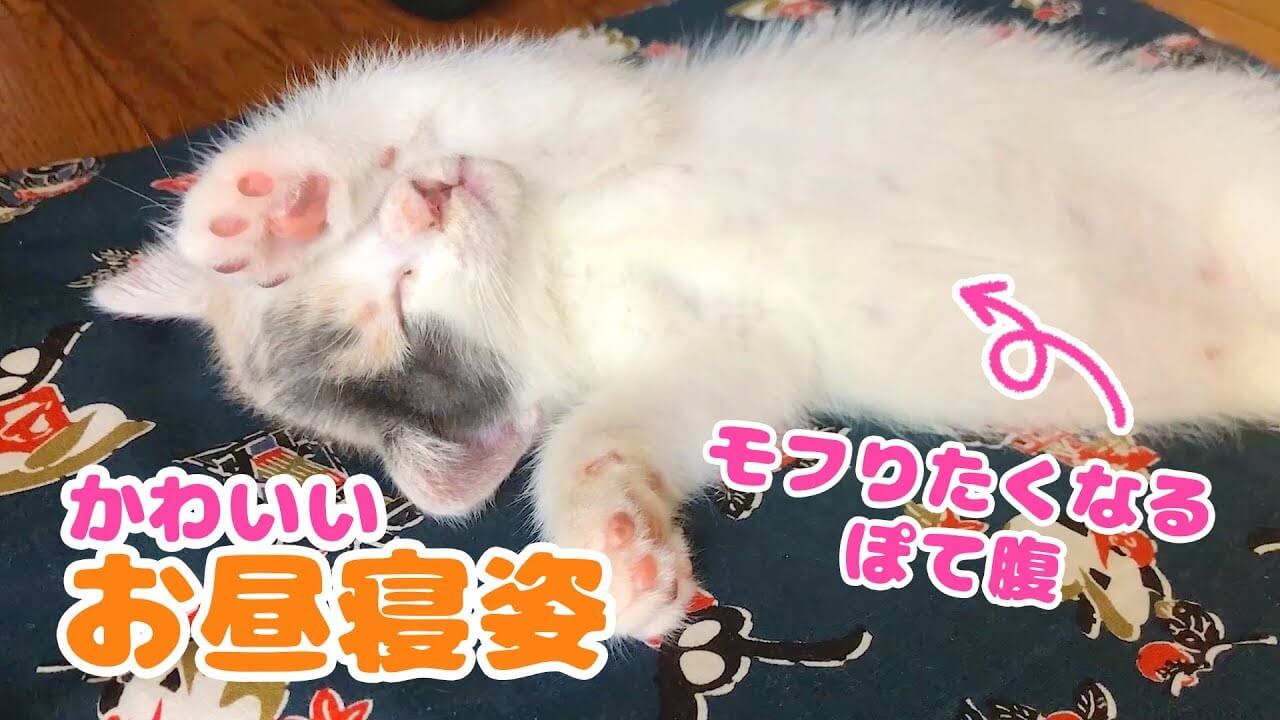 universitycatc's tweet card. 三毛の子猫のぽてとちゃんがハウスのなかで、まったりとおくつろぎ中です。まるくくりぬかれた穴から顔をぴょこっと出