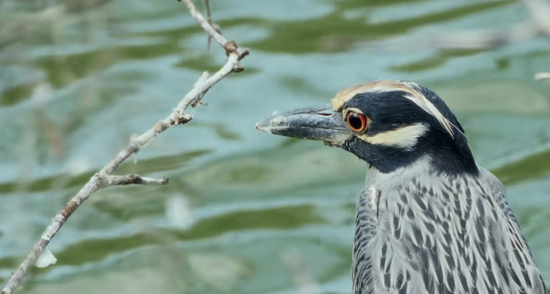 ExplorersWeb's tweet card. 'Listers: A Glimpse Into Extreme Birdwatching' follows two brothers on a year-long quest to see as many bird species as they possibly can.