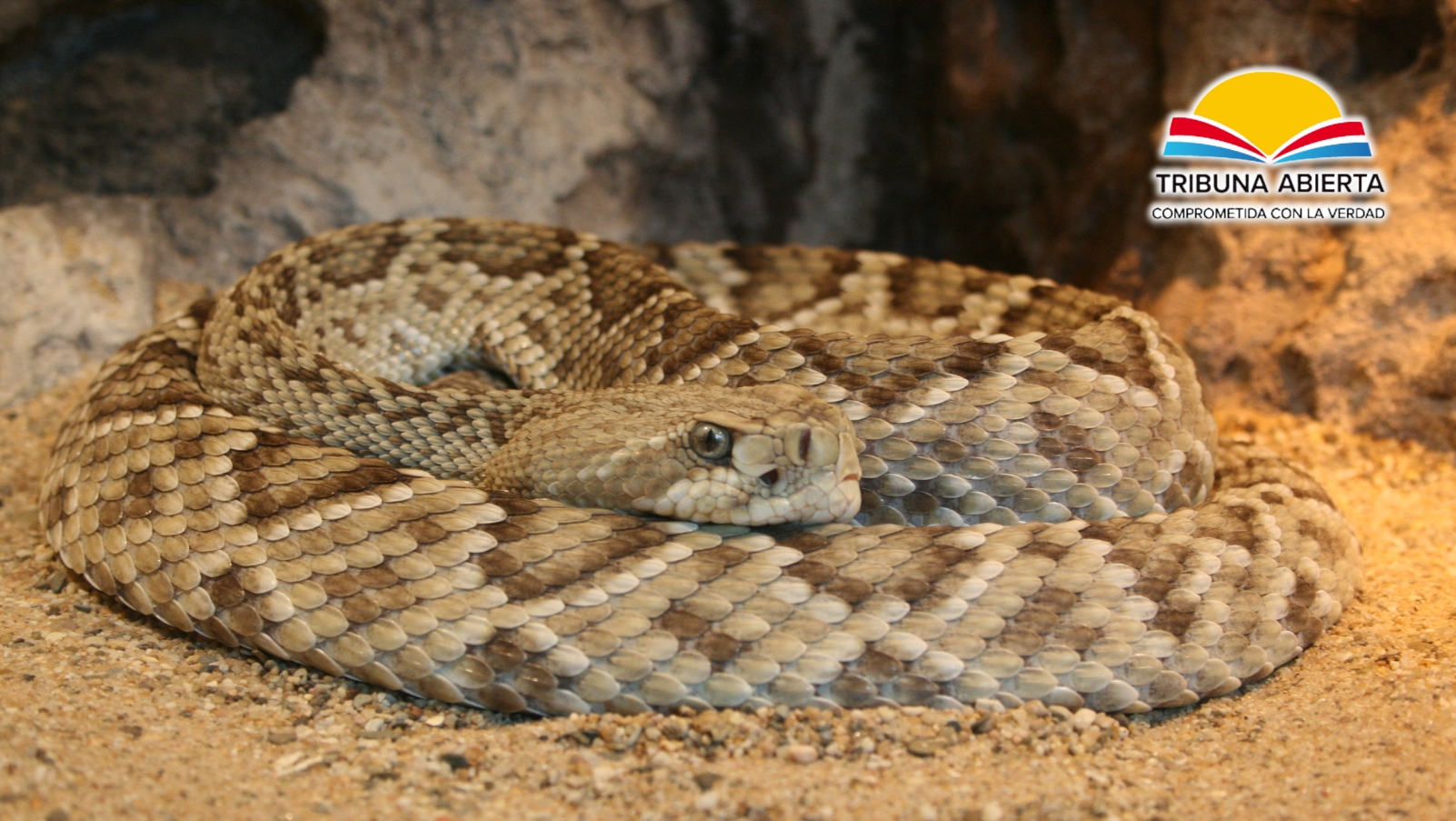 Radio_TribunaNY's tweet card. Florida enfrenta una creciente amenaza ambiental por la invasión de pitones birmanas, conocidas como “serpientes en inodoro”. Para combatirlas, el estado organiza el Florida Python Challenge,...