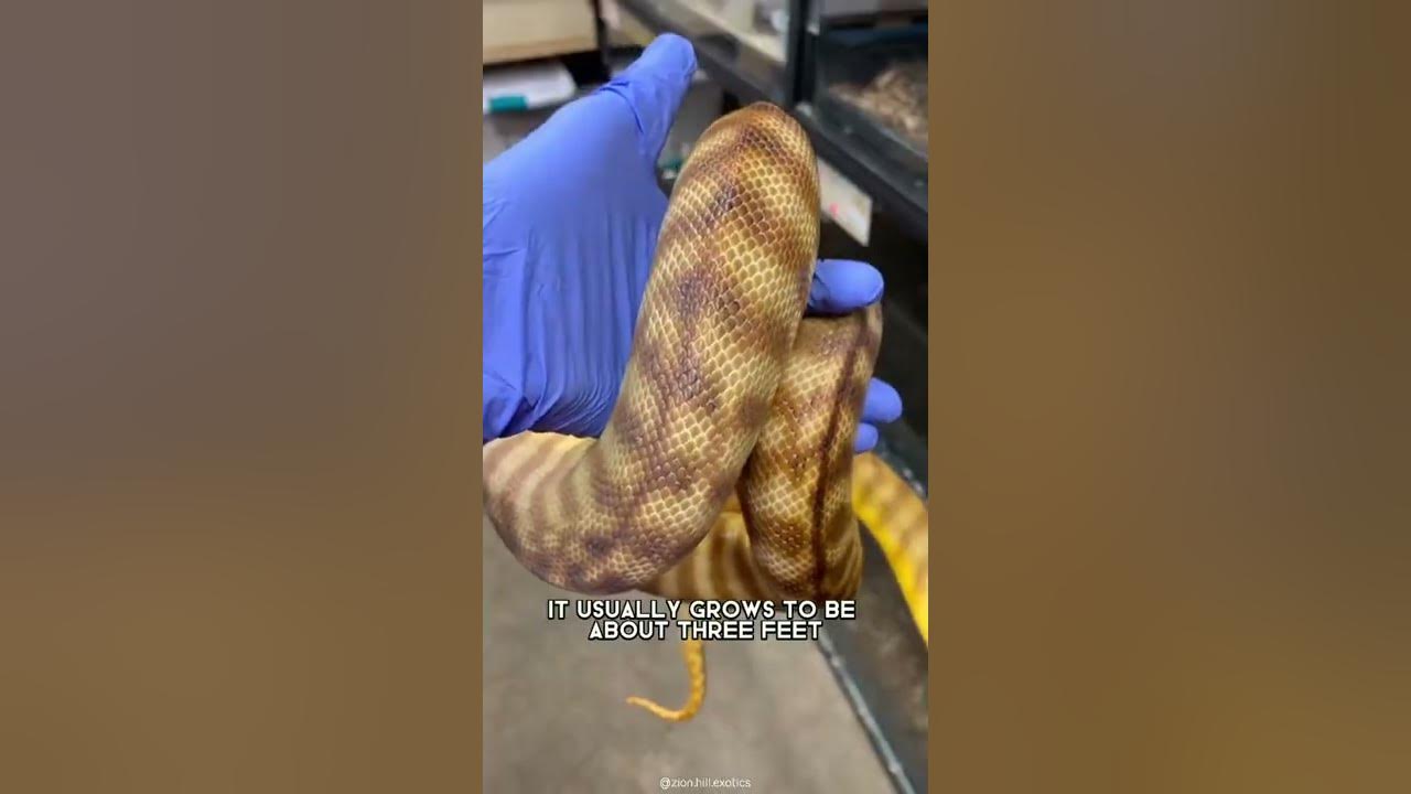 Now_Live_Love's tweet card. Topaz Tanami Woma Python 🐍 One Of The Most Beautiful Snakes In The...
