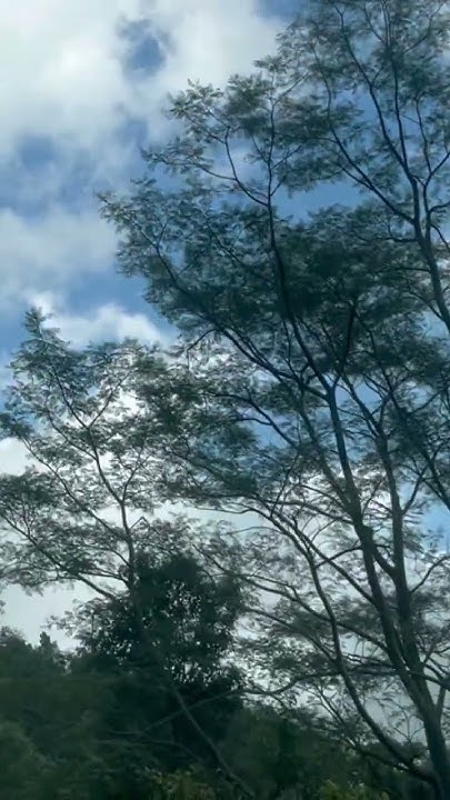 SwiftXcode's tweet card. Sound of Mountains ❤️🌿— Saiyaara #viral #saiyaara #nature #wanderl...