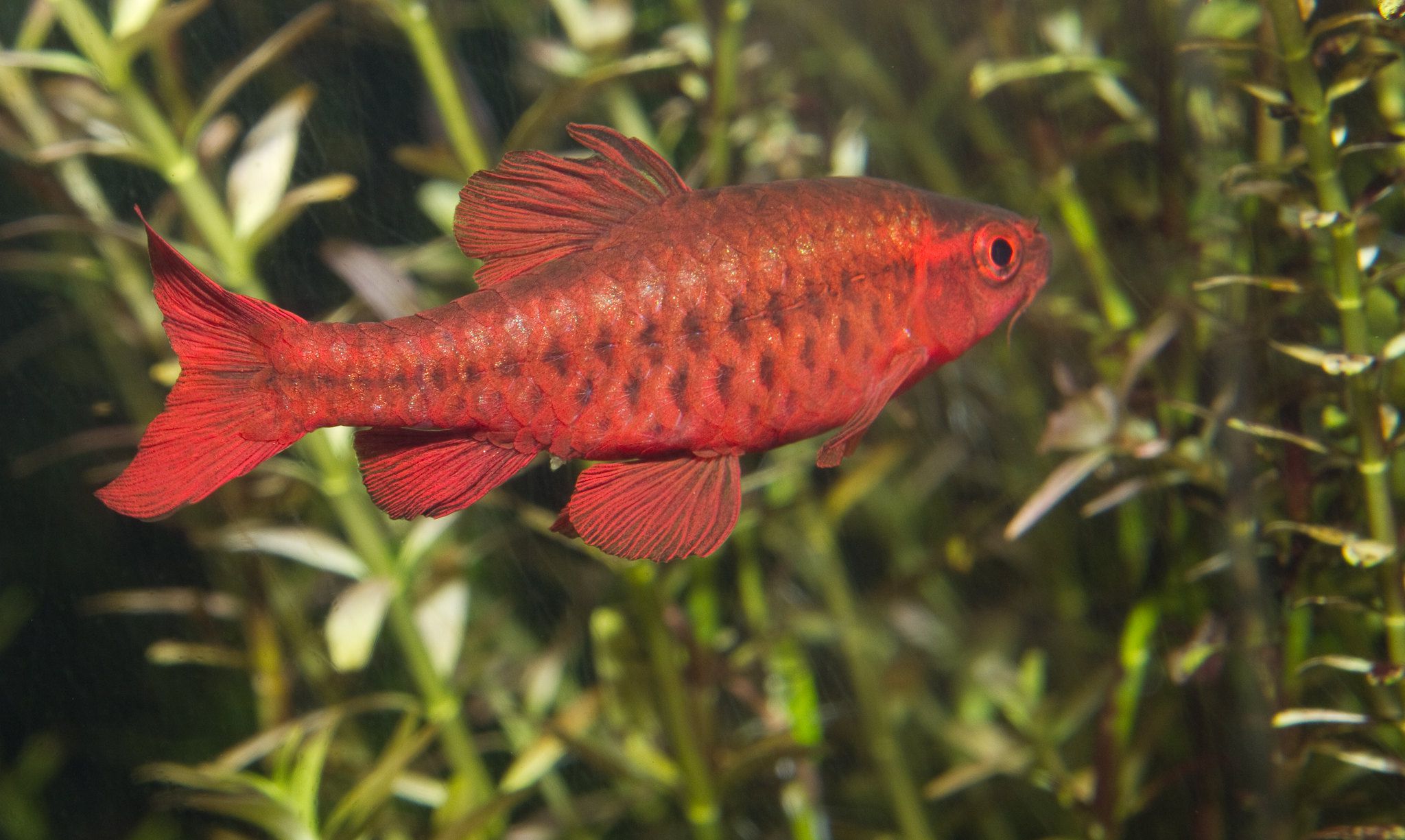 AquAnswers's tweet card. Cherry barbs, renowned for their vibrant hues and serene demeanor, grace aquariums with their charm and elegance. For those captivated by these delightful