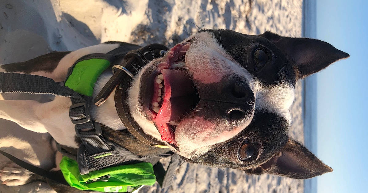 MuurmC's tweet card. $50,000 in cash prizes to be won every month! Register now for free for the biggest pet photo contest
