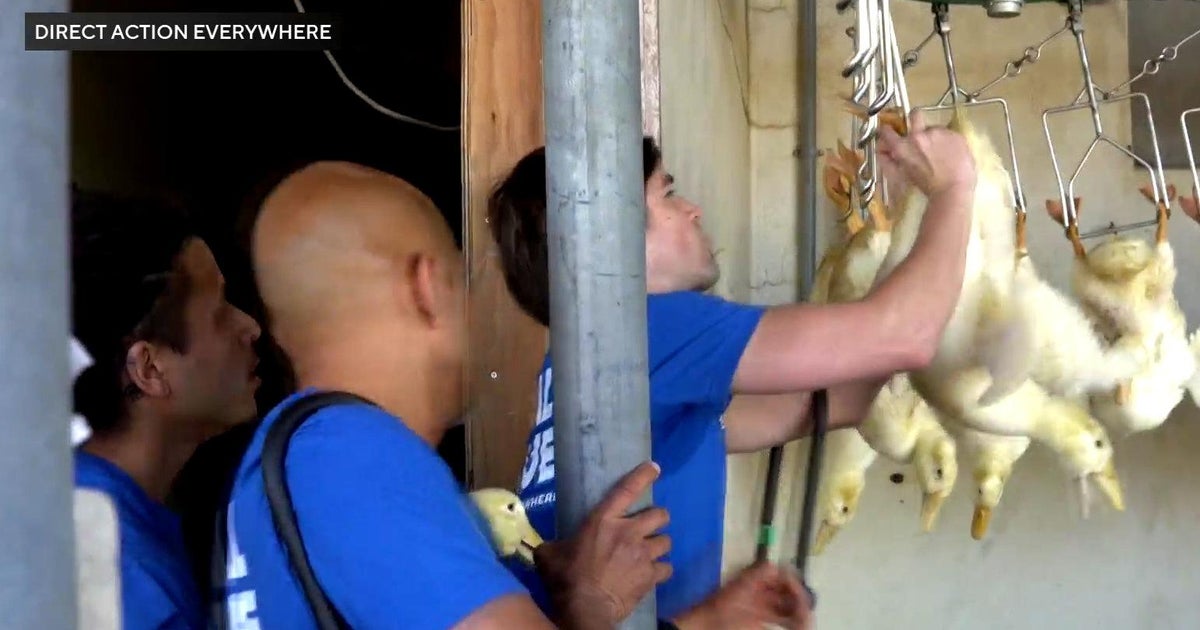 DxEverywhere's tweet card. A trial about the right to rescue began Friday in the North Bay where animal-rights activists are being prosecuted after taking several ducks and chickens from a farm in Petaluma. Anne Makovec...
