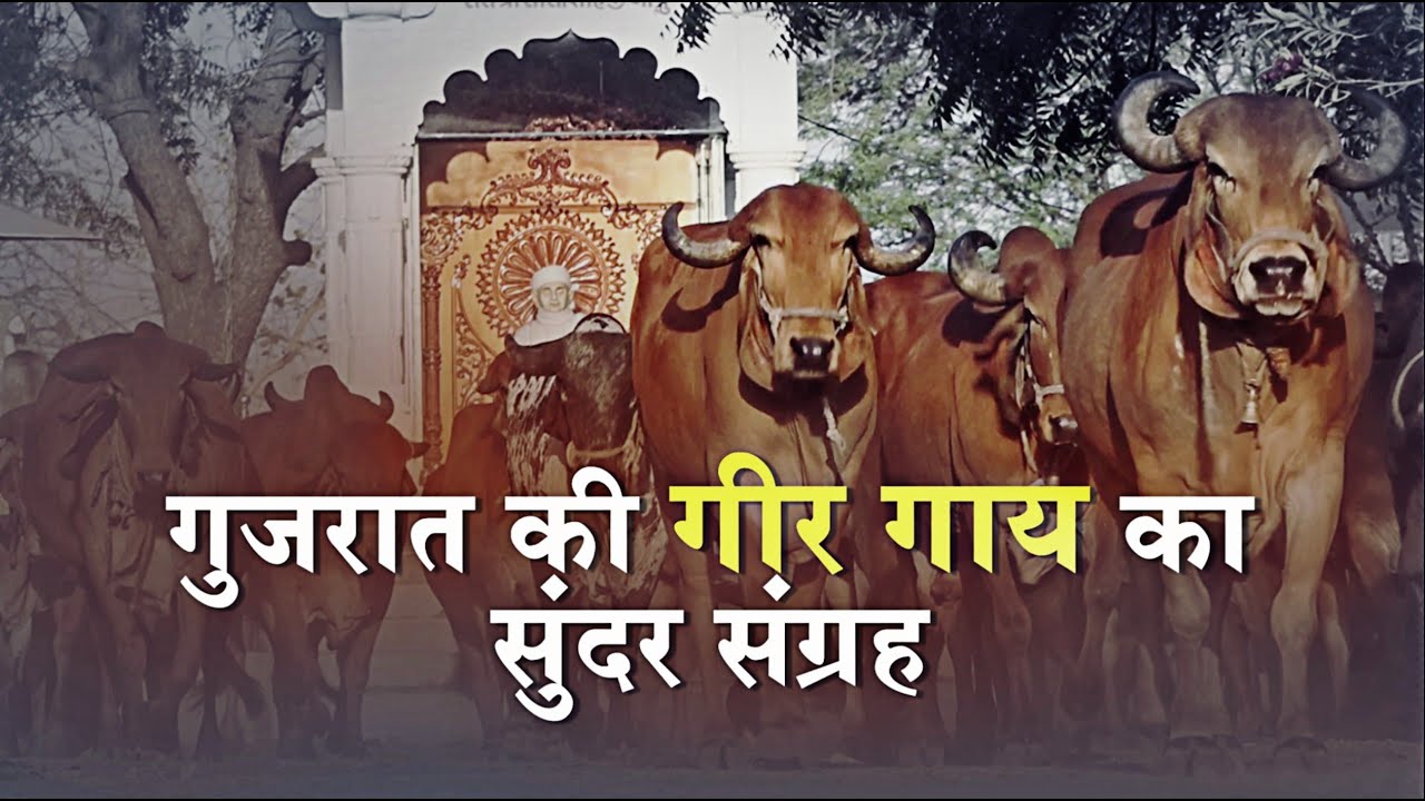 UmakantJad73660's tweet card. गुजरात की गीर गाय का सुन्दर संग्रह | गिर गाय गौशाल | AARYAVART INDIAN...