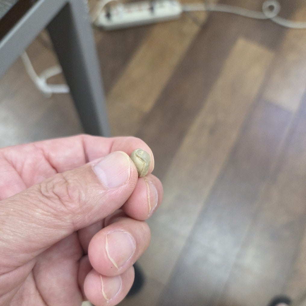 0nx325091b51p4p's tweet card. 水曜日の｢コーヒー焙煎｣ともかく俺の？俺のヤミツキ？だけど、、、ちょっと、、、メンタリティー？だだ下がり、、、それでも、、、｢貝殻豆｣｢ベリーボーラ…