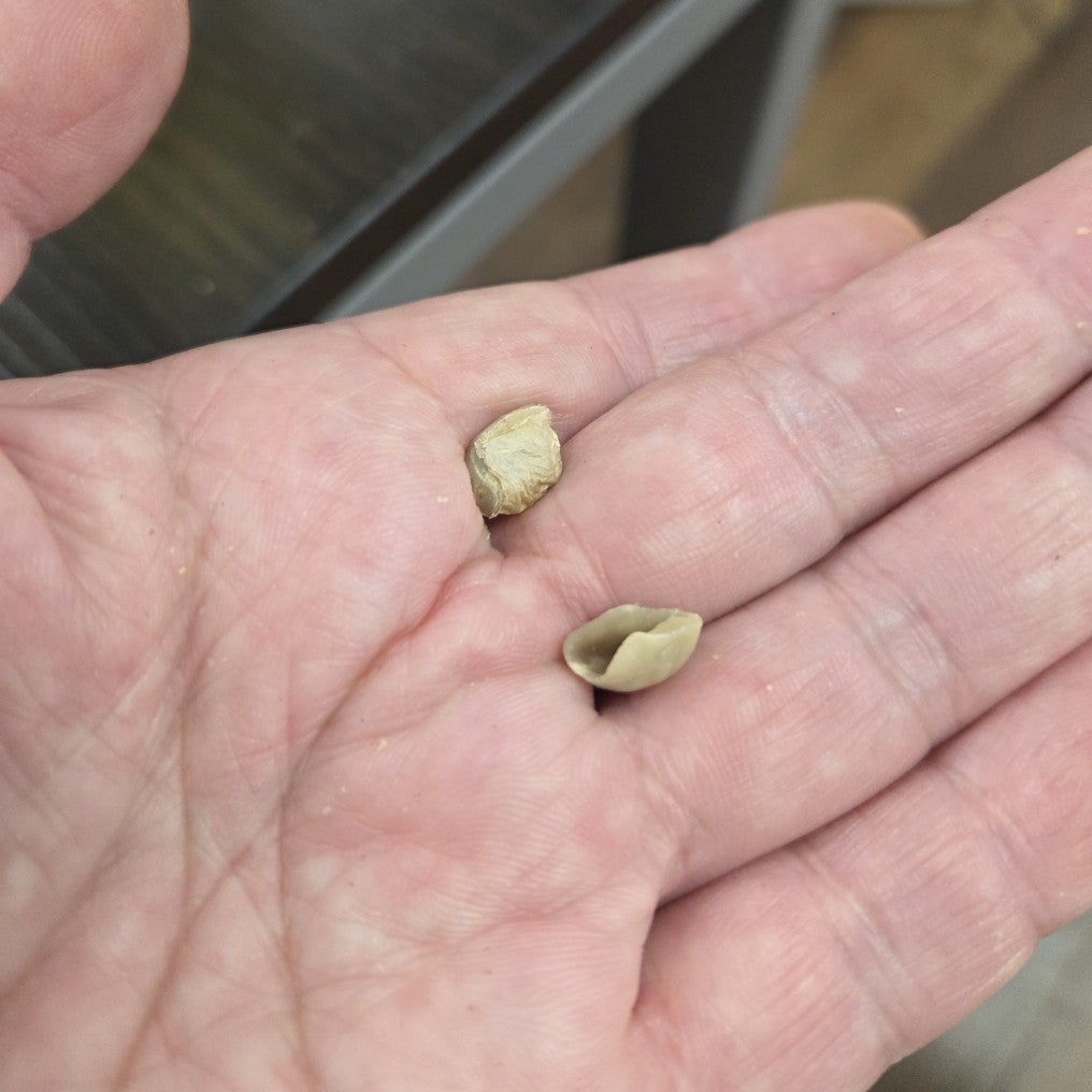 0nx325091b51p4p's tweet card. 水曜日の｢コーヒー焙煎｣とにかく、、、あれこれ、、、｢貝殻豆｣｢ベリーボーラー｣ええと、、、モチベーション？ちょっと微妙？それでも主力？｢東ティモール｣｢ハン…