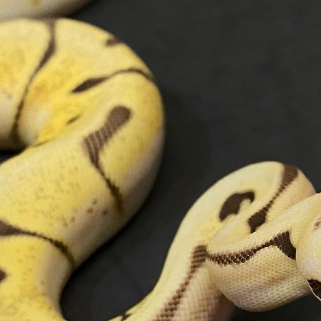 moreballpython's tweet card. 再來藝球 One More Ball Python （球蟒繁殖） (@one_more_ball_python) • Instagram photos and videos