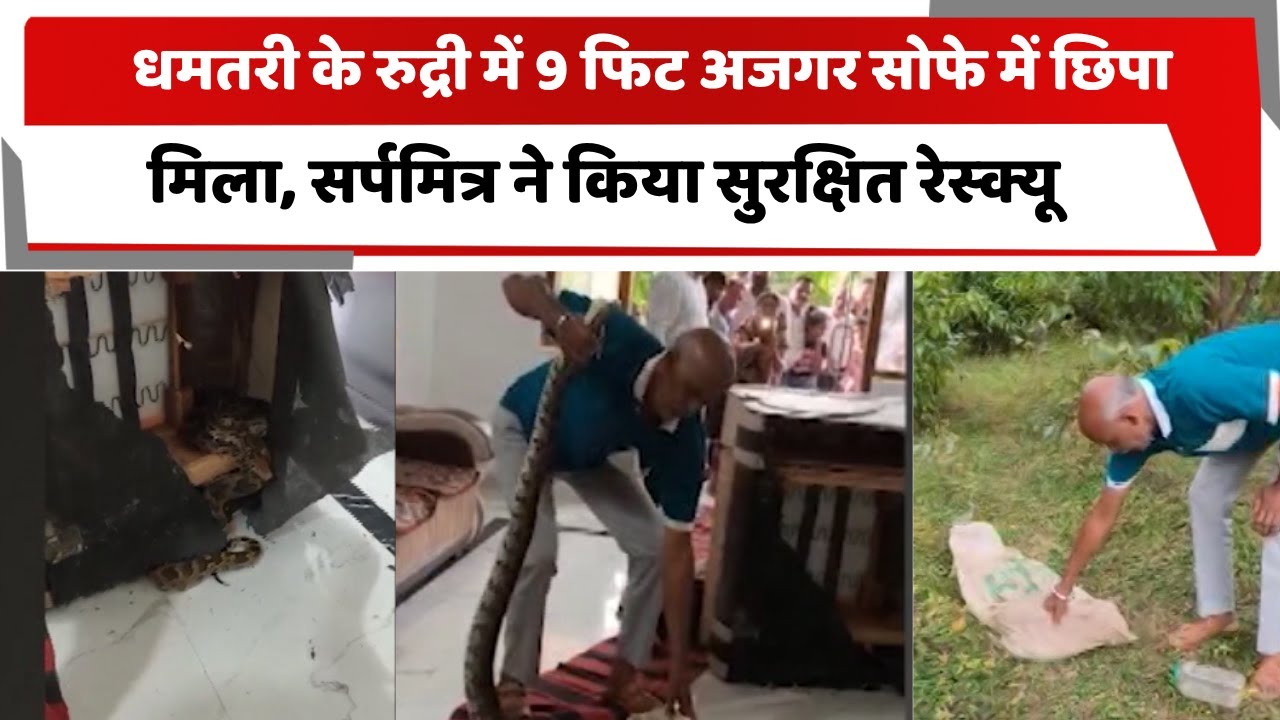 DelhiTotaltv's tweet card. धमतरी के रुद्री में 9 फिट अजगर सोफे में छिपा मिला, सर्पमित्र ने किया...