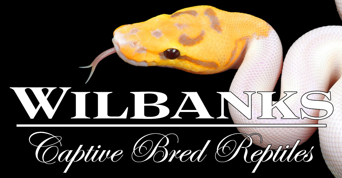 PythonBaller's tweet card. Always The Largest Selection of Top Tier Ball Pythons For Sale! 7 Day Health Guarantee and Live Arrival Guarantee for all Ball Pythons sold online. Fedex Overnight Delivery.