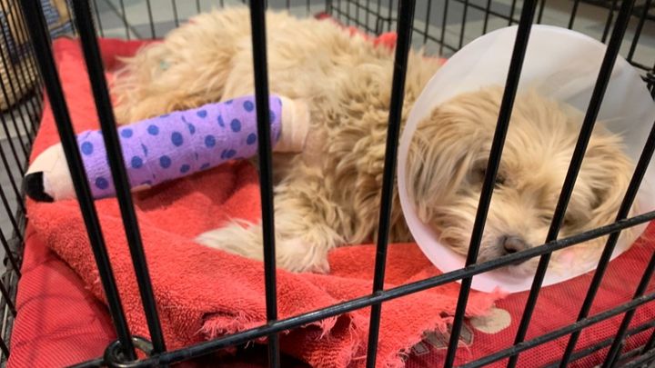 Script_Girrl's tweet card. My name is Chava. My little dog's name is Mike. On Sunday, April 23rd 2023, Mike was run… Chava Hoffman needs your support for Please Help Save Mike's Leg!