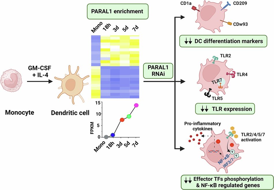 AbhishekDGarg's tweet card. Genes & Immunity - Long noncoding RNA PARAL1 regulates myeloid dendritic cell differentiation and TLR signaling