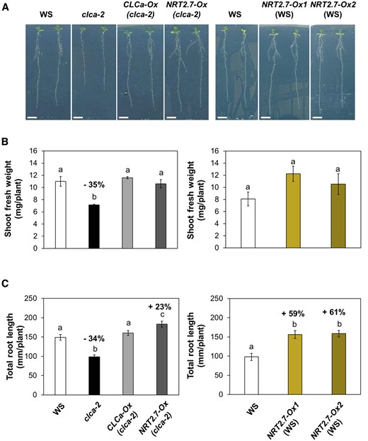 yokoyama_ryo's tweet card. The overexpression of the nitrate transporter NRT2.7 stimulates growth by increasing the export of nitrate from the vacuole, the main cell compartment for
