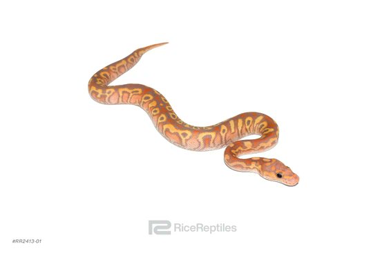 dada_pythons's tweet card. Ball Python Morph: Spotnose YB Hurricane CG Clown, Sex: female, subadult, Birth: 12th March 2024, Price: $5,000, Seller: Rice Reptiles, Last Updated: 06/29/25, Animal ID: RR2413-01.