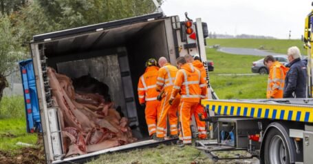 Vrachtwagen met varkensvlees kantelt op Wieldrechtse Zeedijk