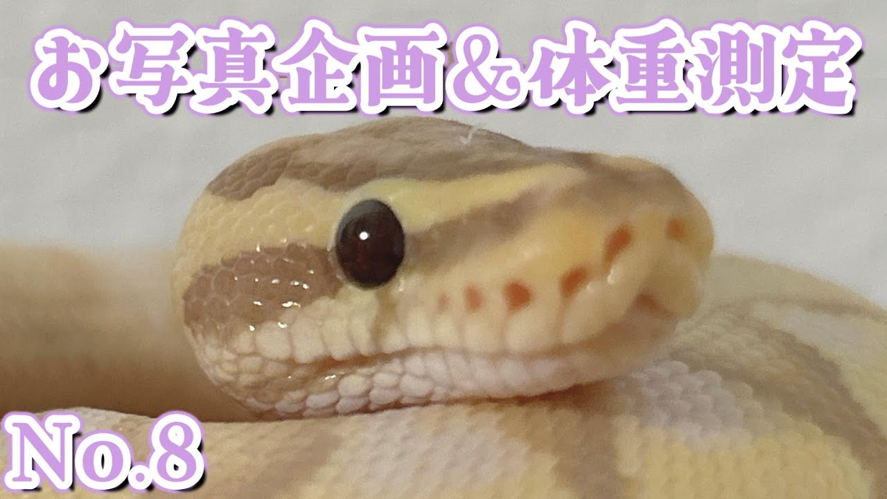 ballpython_s's tweet card. #shorts #ballPython #ボールパイソン