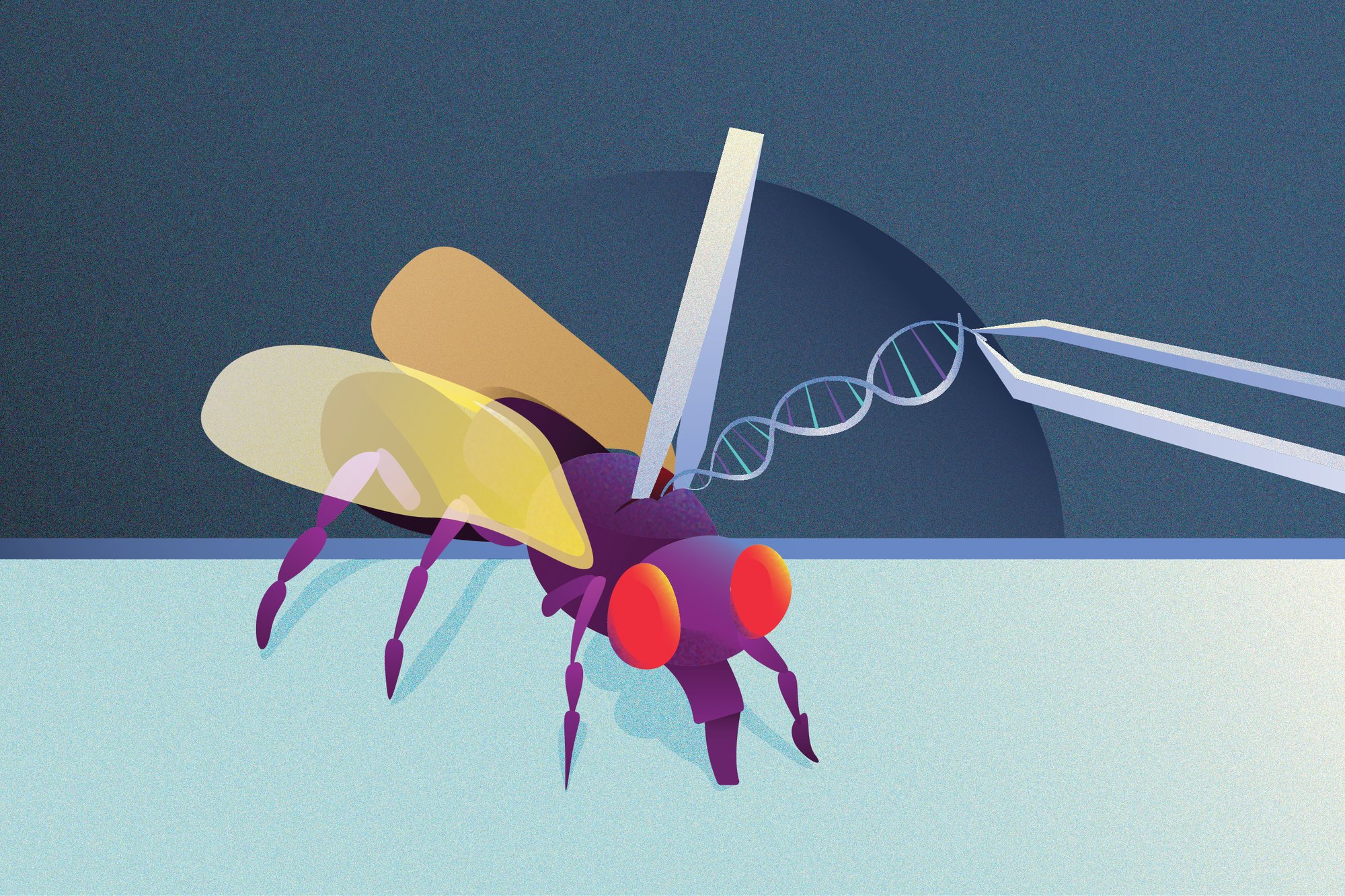 PerrimonLab's tweet card. Harvard Funding Cuts Endanger the Massive Fruit Fly Database That Powers Genetic Research | News | The Harvard Crimson