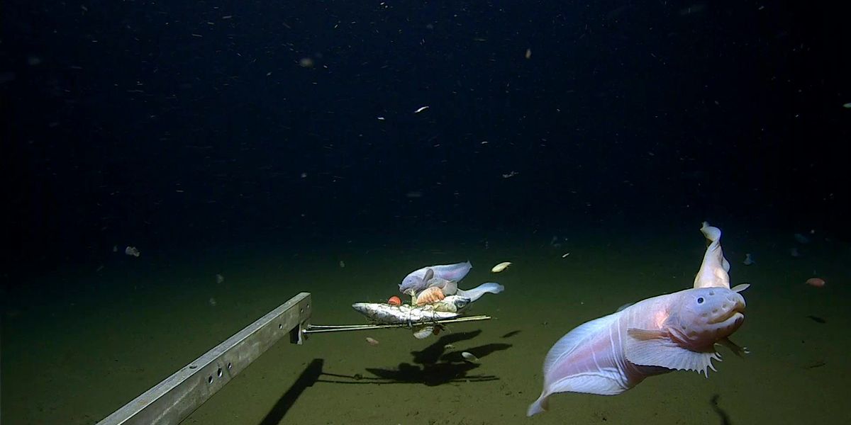 UnitAPI's tweet card. Winzige Augen, durchsichtiger Körper: Ein Forscherteam hat in der Tiefsee einen Fisch mehr als acht Kilometer unter der Wasseroberfläche entdeckt. Ein Video zeigt den Überlebenskünstler auf Nahrung...