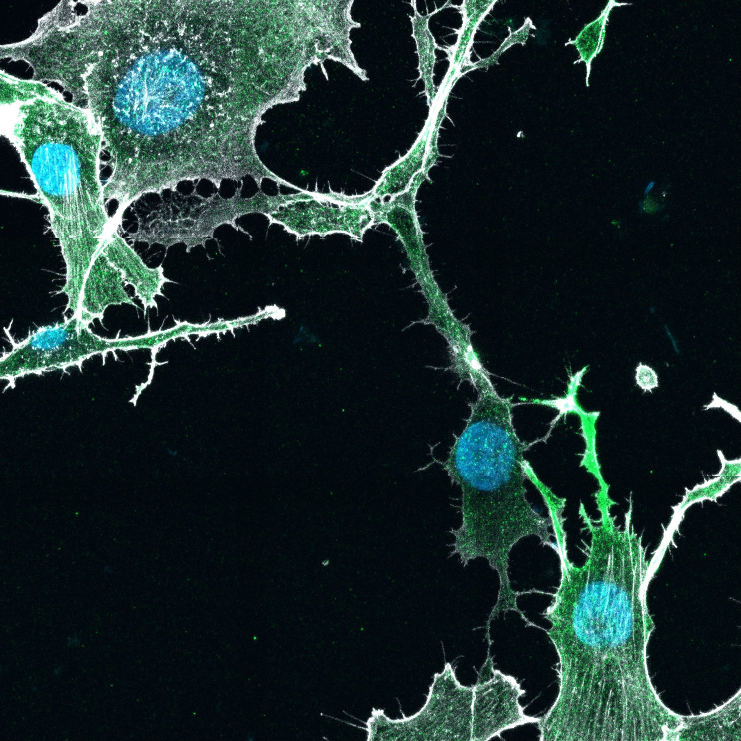 humantechnopole's tweet card. The HT Auditorium at the heart of the MIND district, hosted the presentation of the fifth edition of its Integrated Report, illustrating the first year of implementation of the 2024–2028 Strategic...