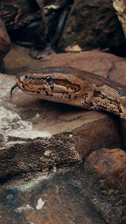 familydynasty95's tweet card. Python Snake Hissing in the Wild!