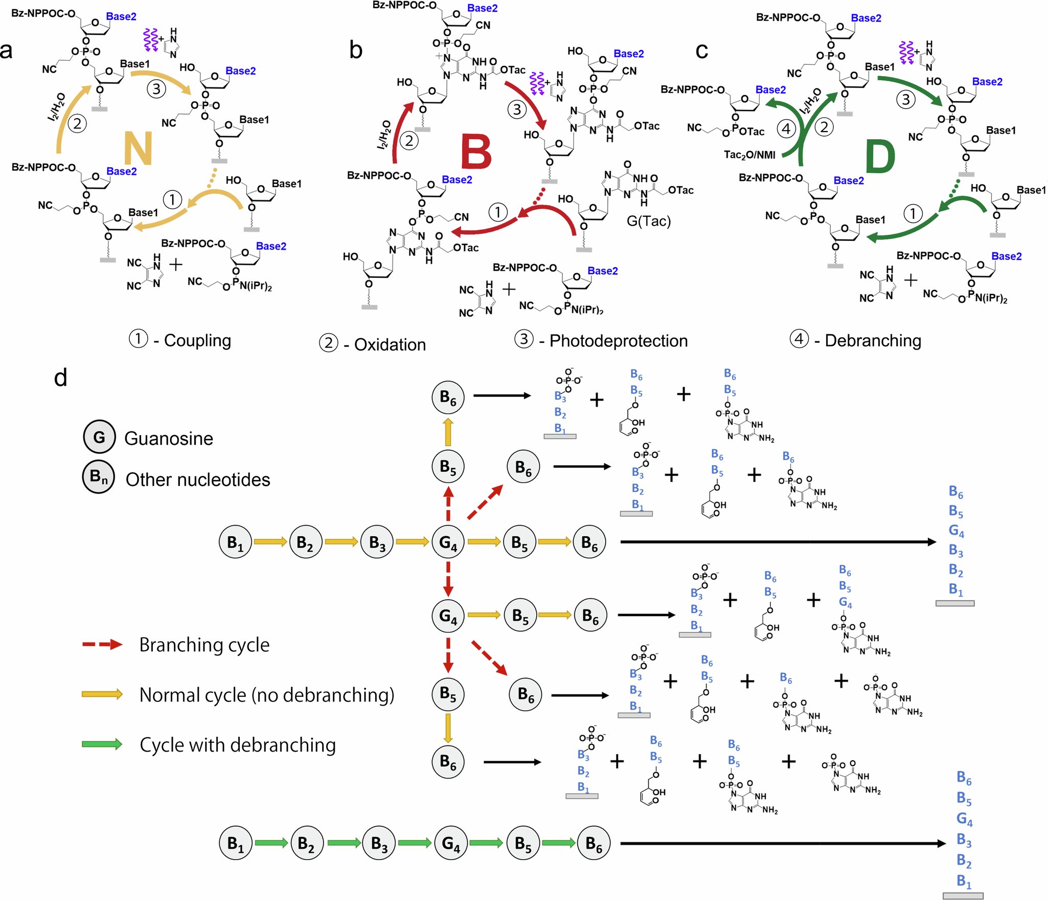Santra93590573's tweet card. Communications Chemistry - Large-scale de novo nucleic acid synthesis is crucial for advancing genomics, therapeutics, and synthetic biology, yet errors in DNA microarray synthesis hinder progress....