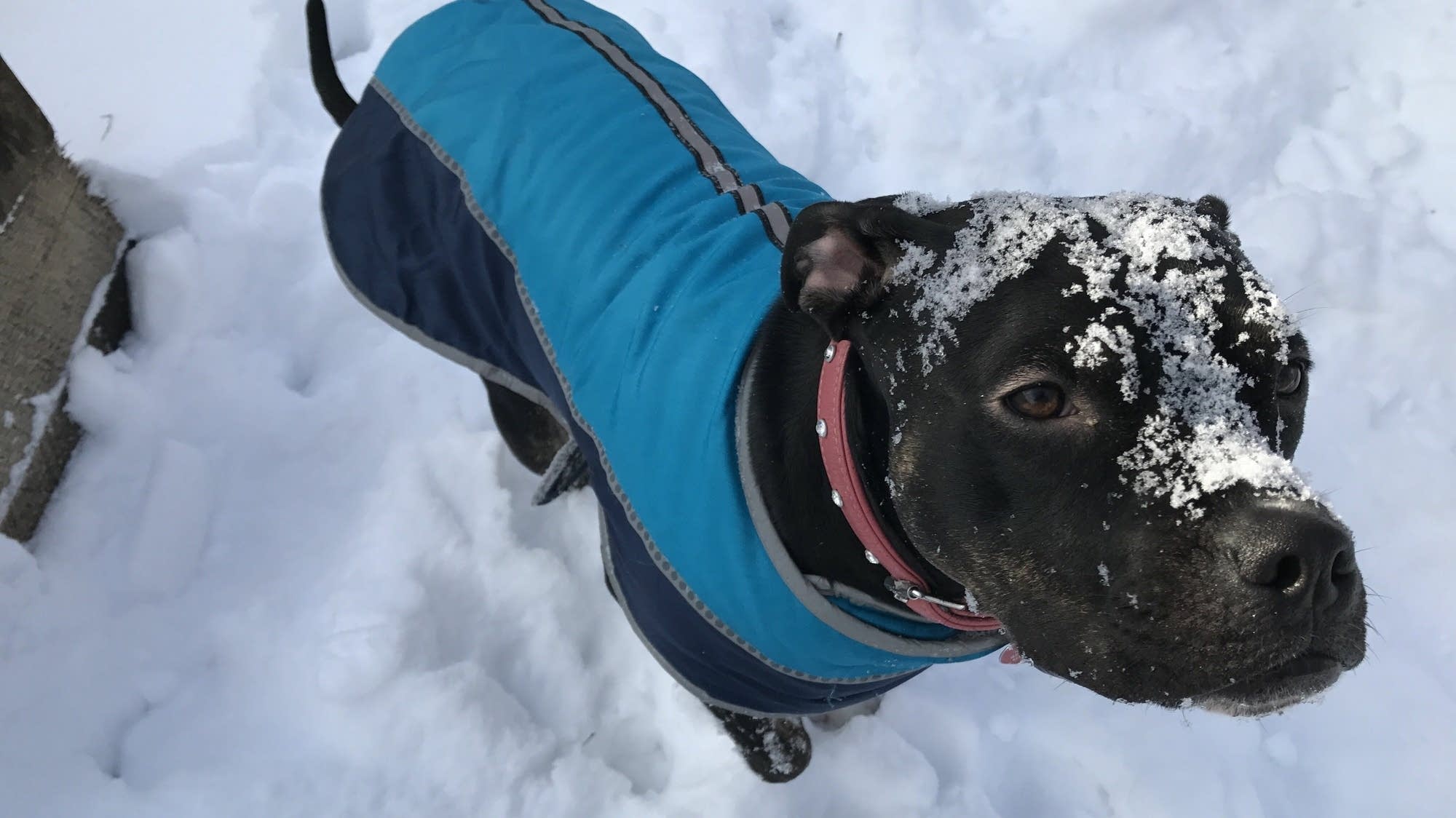 MPRnews's tweet card. Pets found in vehicles in the coming subzero cold snap will be taken into "protective custody, and that could mean that we break your window to get your dog out," the city's animal control director...