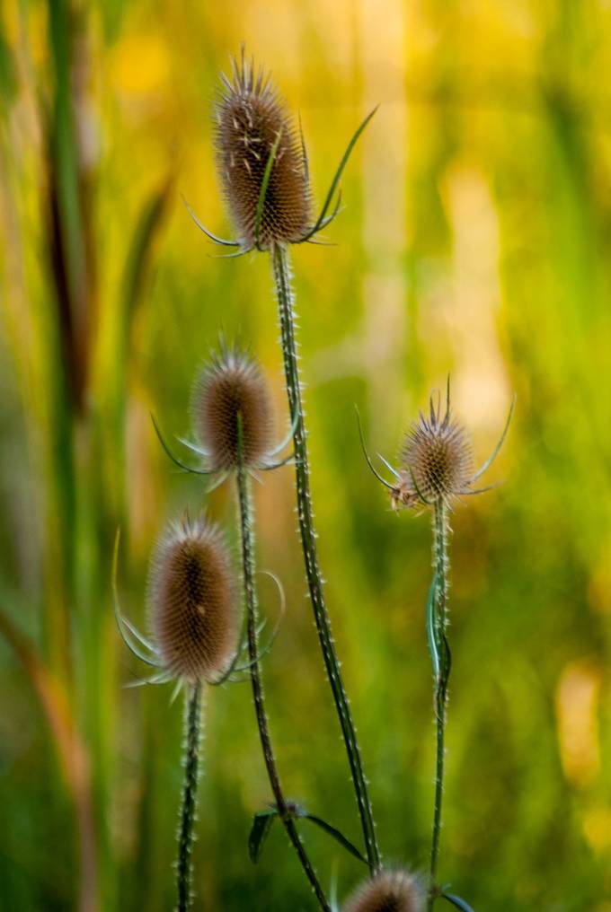 Shutterbug_Chel's tweet card. Find more inspiring images at VIEWBUG - the world’s most rewarding photo community.
