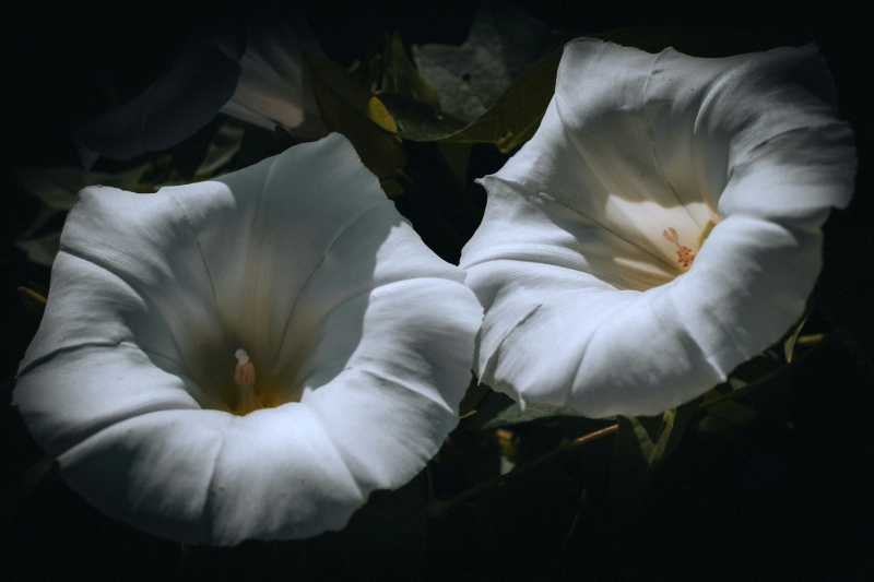 carolaround's tweet card. The tag stated it was a Morning Glory vine. I love the cheerful flowers. The plant had been a gift from a friend.