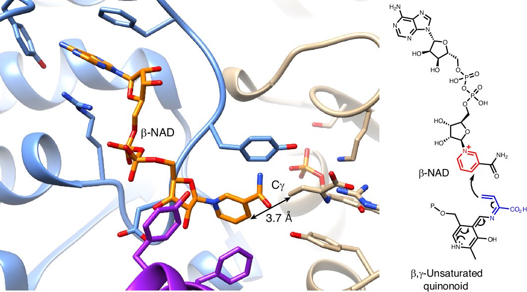 ForecastBiosyn's tweet card. Nature Catalysis - Recently, the pyridoxal-5′-phosphate-dependent enzyme SbzP was reported to catalyse a [3+2]-annulation reaction yielding β-NAD-derived antibiotics. Now, cryo-electron...
