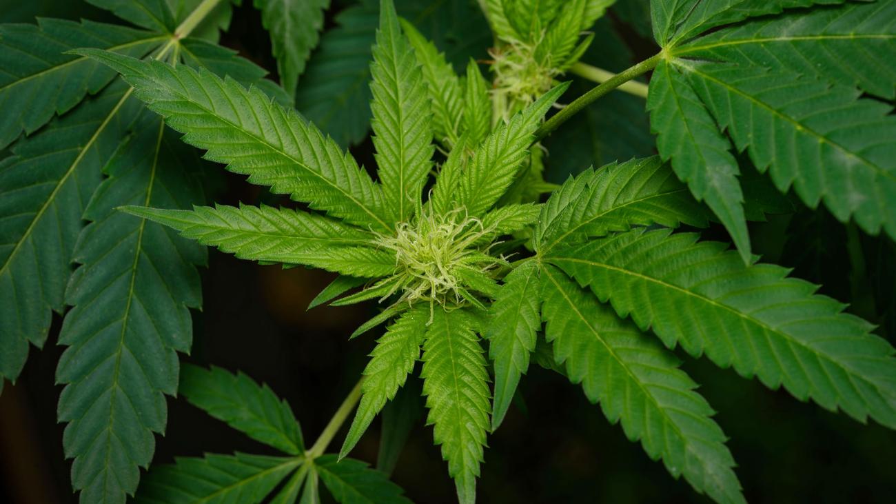 tilsteff's tweet card. Der Schwarzmarkt blüht weiter, die Anbauvereine sind praktisch ohne Relevanz. Das zeigt eine erste Evaluierung der Cannabislegalisierung, die der ZEIT vorliegt.