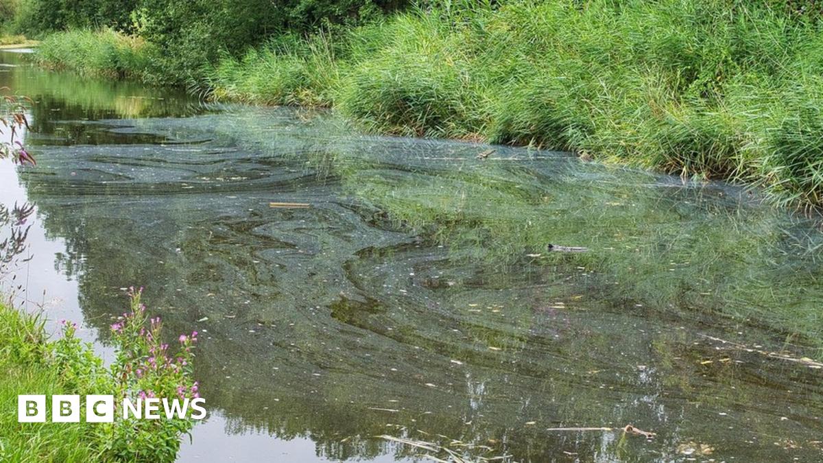 Feargal_Sharkey's tweet card. The House of Lords report blames government, regulator and water companies for pollution.